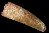 Spinosaurus Tooth - Real Dinosaur Tooth #172357-1
